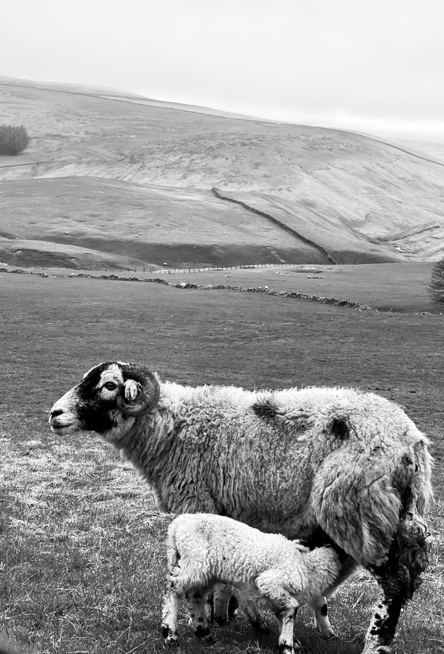 Yorkshire Sheep